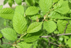 ����Ҷ�ӷ���ʲôԭ�򣬲��ȴ�ʩ��ʲô