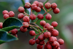 一年花椒树如何修剪,修剪后有哪些注意事项