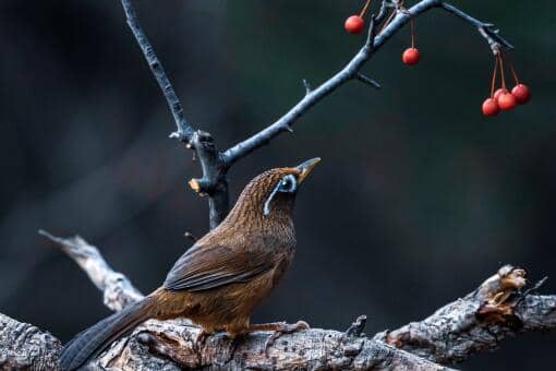 鹦鹉热是什么病