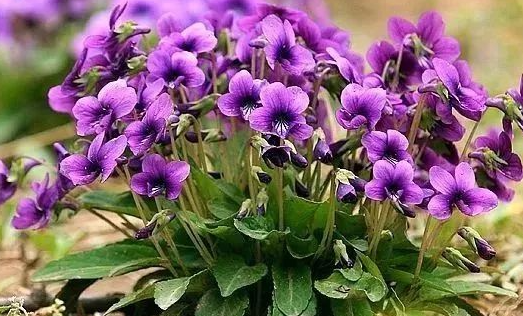 ϻض<a href='https://www.yangji120.com/life/list-90/' target='_blank'><u></u></a>ʲô ЩԢ