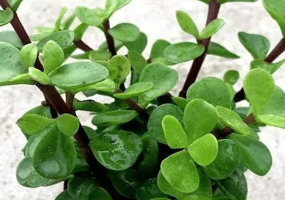 ��֦��Ҷ������ô������ ����ʱӦ��ע��Щʲô