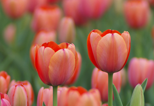 ����������������� �����ֲ������