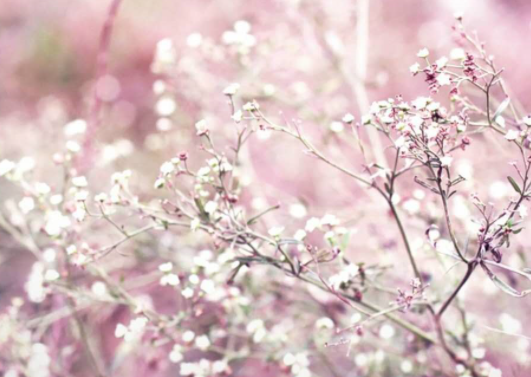 满天星的<a href='https://www.yangji120.com/life/list-90/' target='_blank'><u>花语</u></a>是什么 有什么象征意义