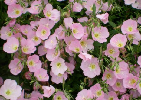 月见草的<a href='https://www.yangji120.com/life/list-90/' target='_blank'><u>花语</u></a>和传说 有什么价值