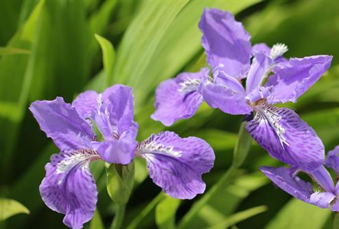 鸢尾花的<a href='https://www.yangji120.com/life/list-90/' target='_blank'><u>花语</u></a>是什么 象征意义有哪些