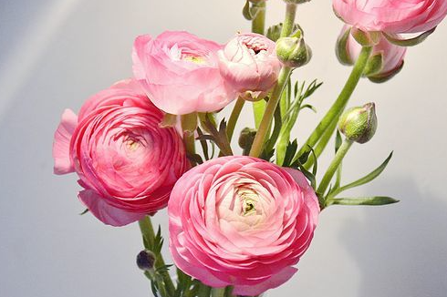 洋牡丹的<a href='https://www.yangji120.com/life/list-90/' target='_blank'><u>花语</u></a>是什么 有哪些寓意