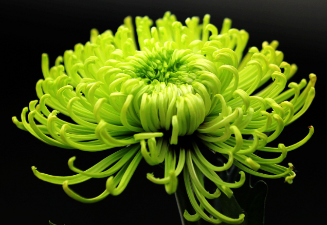 重阳节<a href='https://www.yangji120.com/life/list-90/' target='_blank'><u>花语</u></a> 重阳节的<a href='https://www.yangji120.com/life/list-90/' target='_blank'><u>花语</u></a>是什么