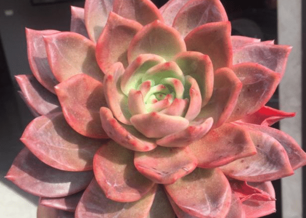 �������������ֳ ��ֳʱ����Щע������