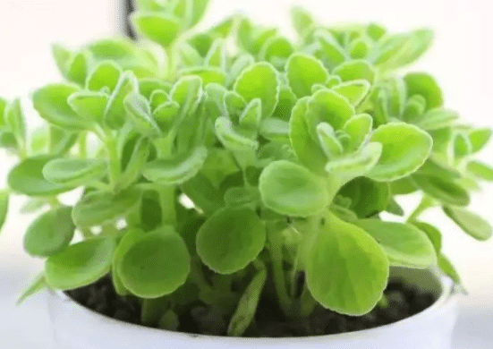 �����㶬����ô�� ����Ǥ����