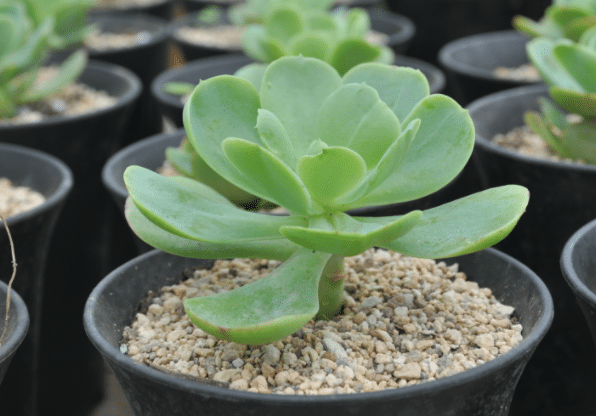 ������Ҫʩ���� ���ʩ�ʳ��ú�