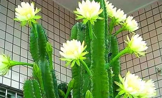 �������η�ֳ ����ʱӦ��ע��ʲô