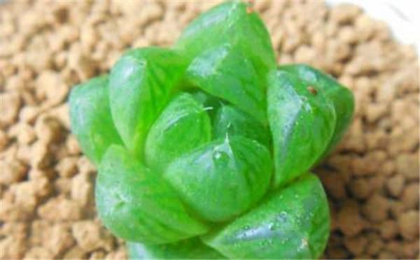 �������¶���� 