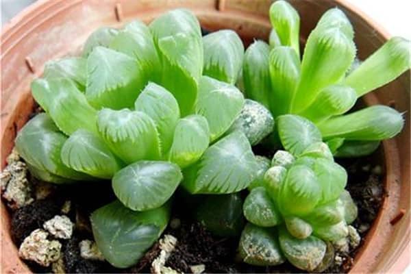 �������¶���� 