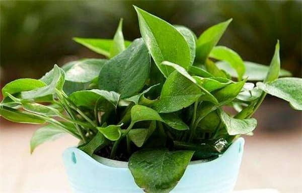 �����ܳ���ȩ�� ����ʲôֲ������ȩ