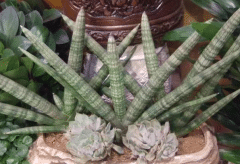 ���ֻ�β����ʲôԢ�⣬��ֲʱ����Щע������