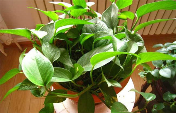 ��������ʲô�ʺ�����ֲ��