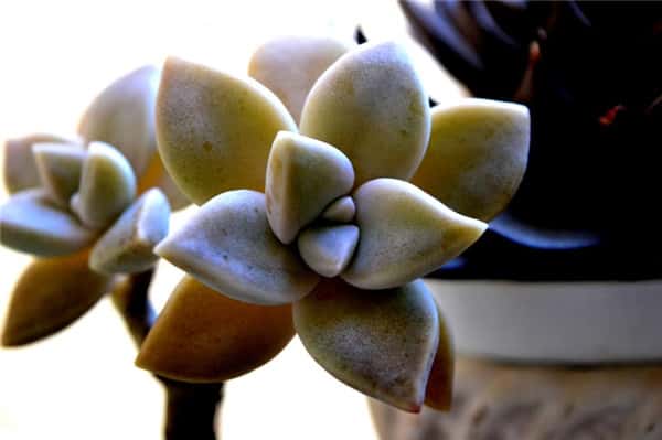 ����ֲ����ô��ֲ