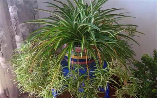 ������ô�����ܸ���ʢ