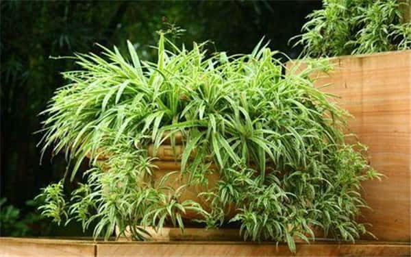 ������ô�����ܸ���ʢ