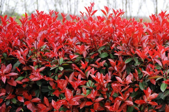 ��Ҷʯ���ô�޼������� �޼�ʱ����Щע������