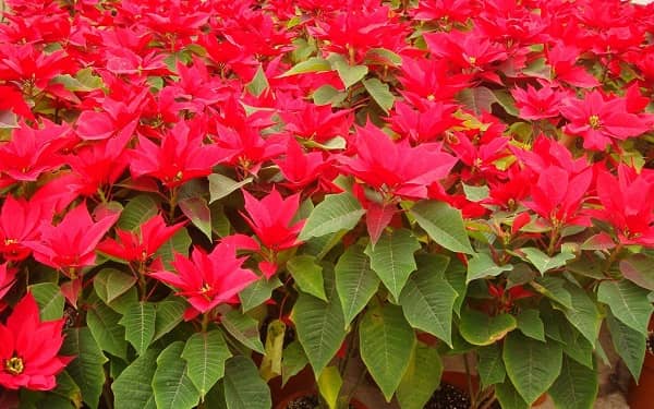 һƷ��Ҷ�ӵ����ܻ��� Ϊʲô���Ҷ��