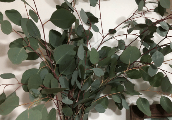 �ȼ���Ҷ<a href='https://www.yangji120.com/life/list-90/' target='_blank'><u>����</u></a>��ʲô ��ʲô��Ч