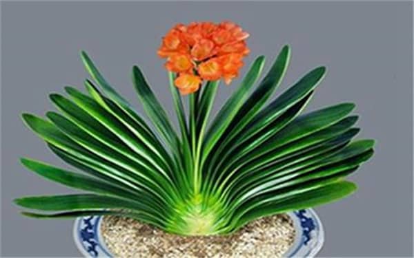 ������ʲôֲ����� ��6�ּȺ������Ϳ�