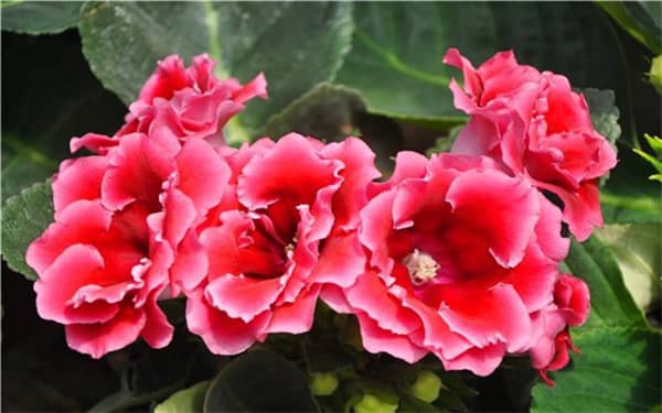 ����ͩ��ҶƬǤ������ô��