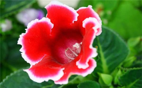 ����ͩ��ҶƬǤ������ô��