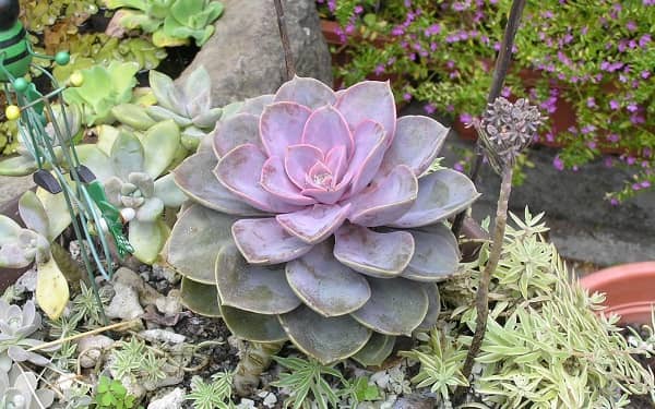 �������������ô��