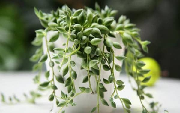 ���ʺ��������Ķ���ֲ�� �����ֺ�����6�ֶ���