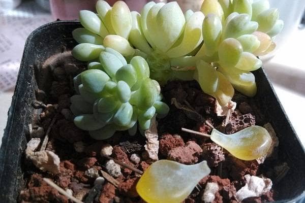 ���⻯ˮ����ô����