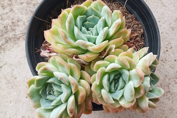 ���⻯ˮ����ô����