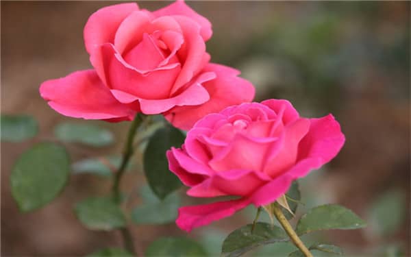 �����¼�������ֲ���� ����Щ��ֳ��С����