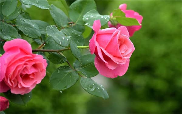 �����¼�������ֲ���� ����Щ��ֳ��С����