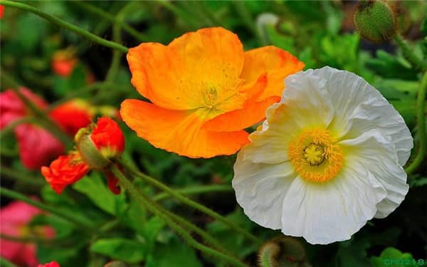 ��������Ļ�����Щ