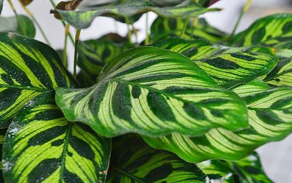 孔雀竹芋的种植方法和注意事项有哪些