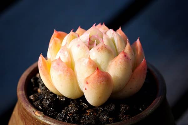 ����������ô����