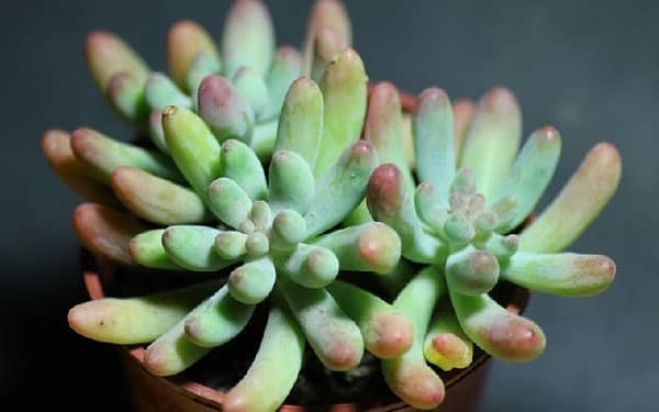 ����ֲ����ô�����Ŀ�