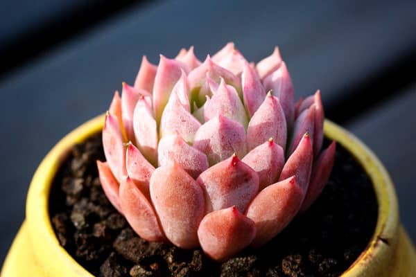 ����������ô����