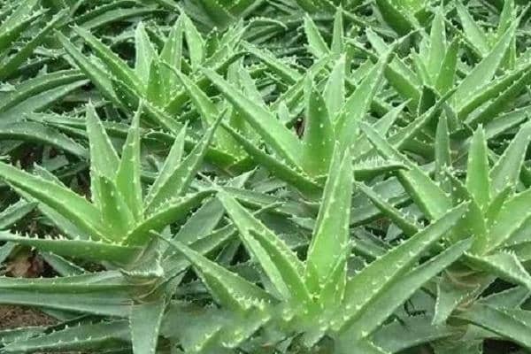 «����ô�����ܸ���ʢ ������������Щ