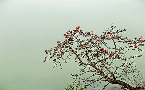 夏天会开花的树有哪些