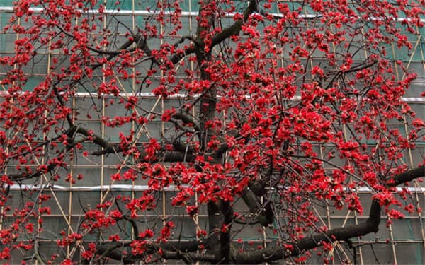 夏天会开花的树有哪些