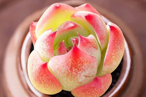 ��������ֶ���