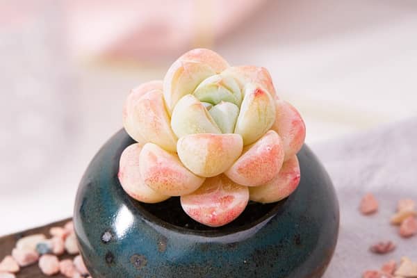 ��������ֶ���