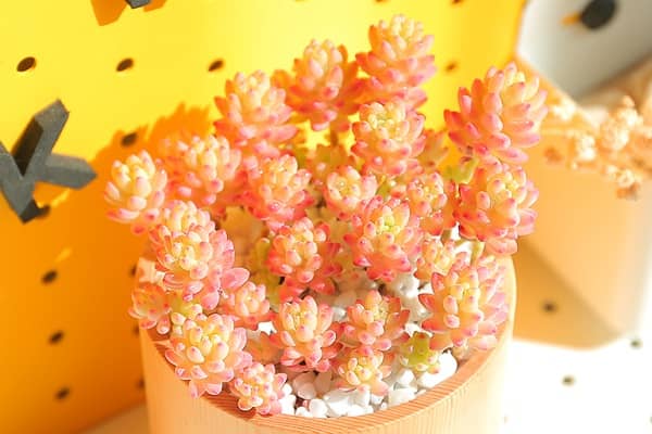 �������ô��ѡ