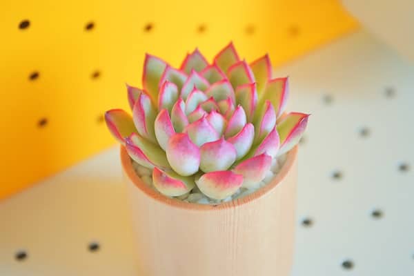 �������ô��ѡ