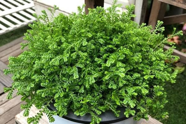 �������Ҷ������ô��