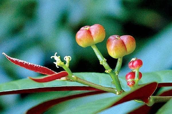 �������Ժ챳�����ֲ������ע��������ʲô