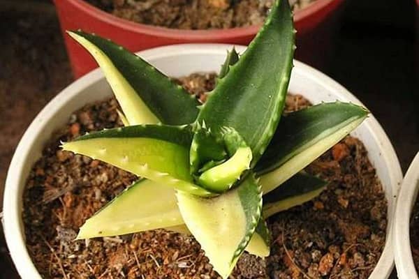 ��ҹ��Ҷ�ӷ�����ô�� �����������Щ